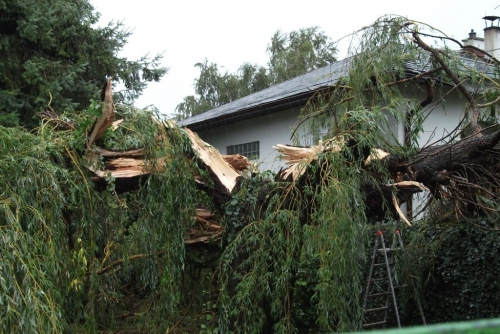 Sturmschaden in der Haydngasse